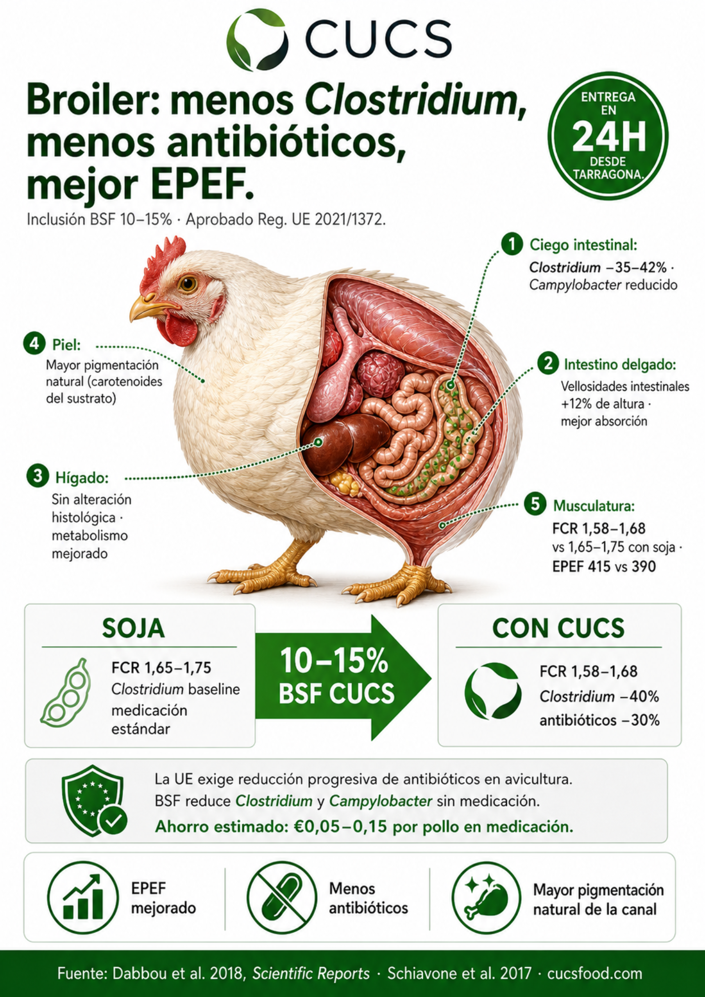 Infografía CUCS — Broiler con proteína BSF: órganos, métricas y beneficios