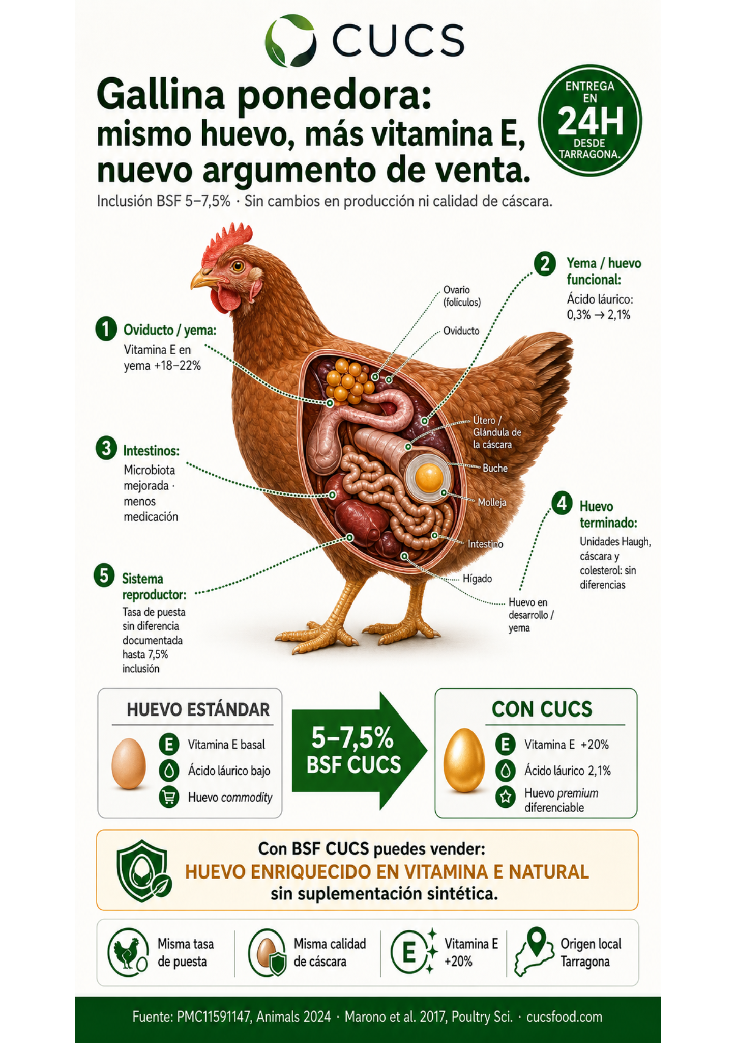 Infografía CUCS — Gallina Ponedora con proteína BSF: órganos, métricas y beneficios