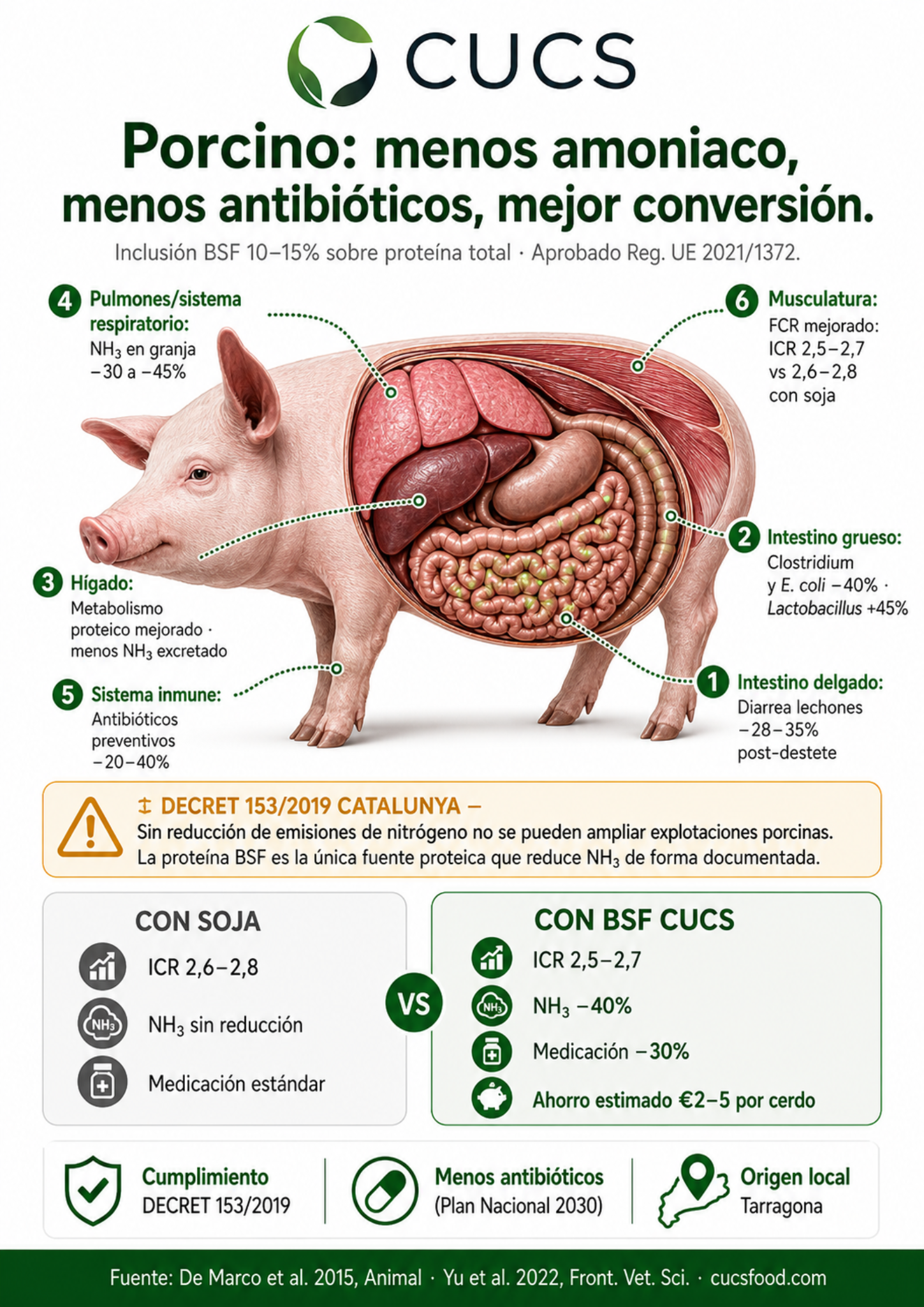 Infografía CUCS — Porcino con proteína BSF: órganos, métricas y beneficios